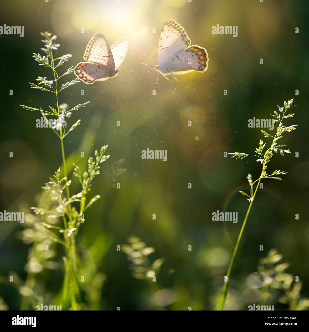 summer forest glade with flowering grass and butterflies on a sunny day; back lighting, high key Stock Photo