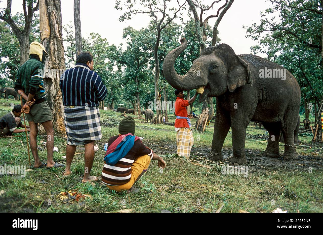 Elephant rejuvenation camp medical care and nutritional attention for Temple and Private Elephants of Tamil Nadu at Mudumalai, Nilgiris, Ooty Stock Photo
