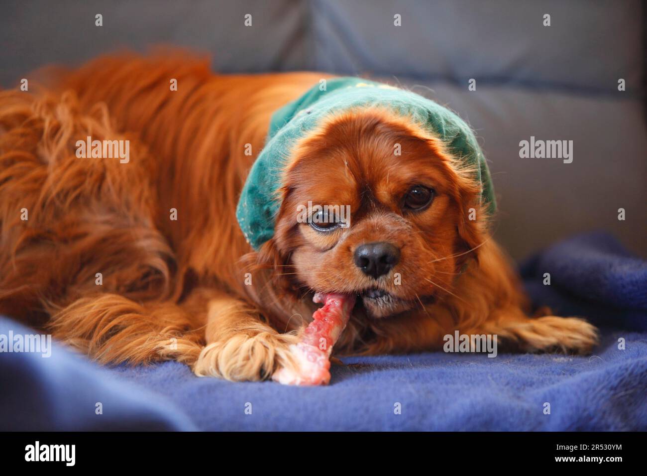 Cavalier King Charles Spaniel, male, ruby, eats raw bones, BARF, BARFing, raw feeding, dog cap