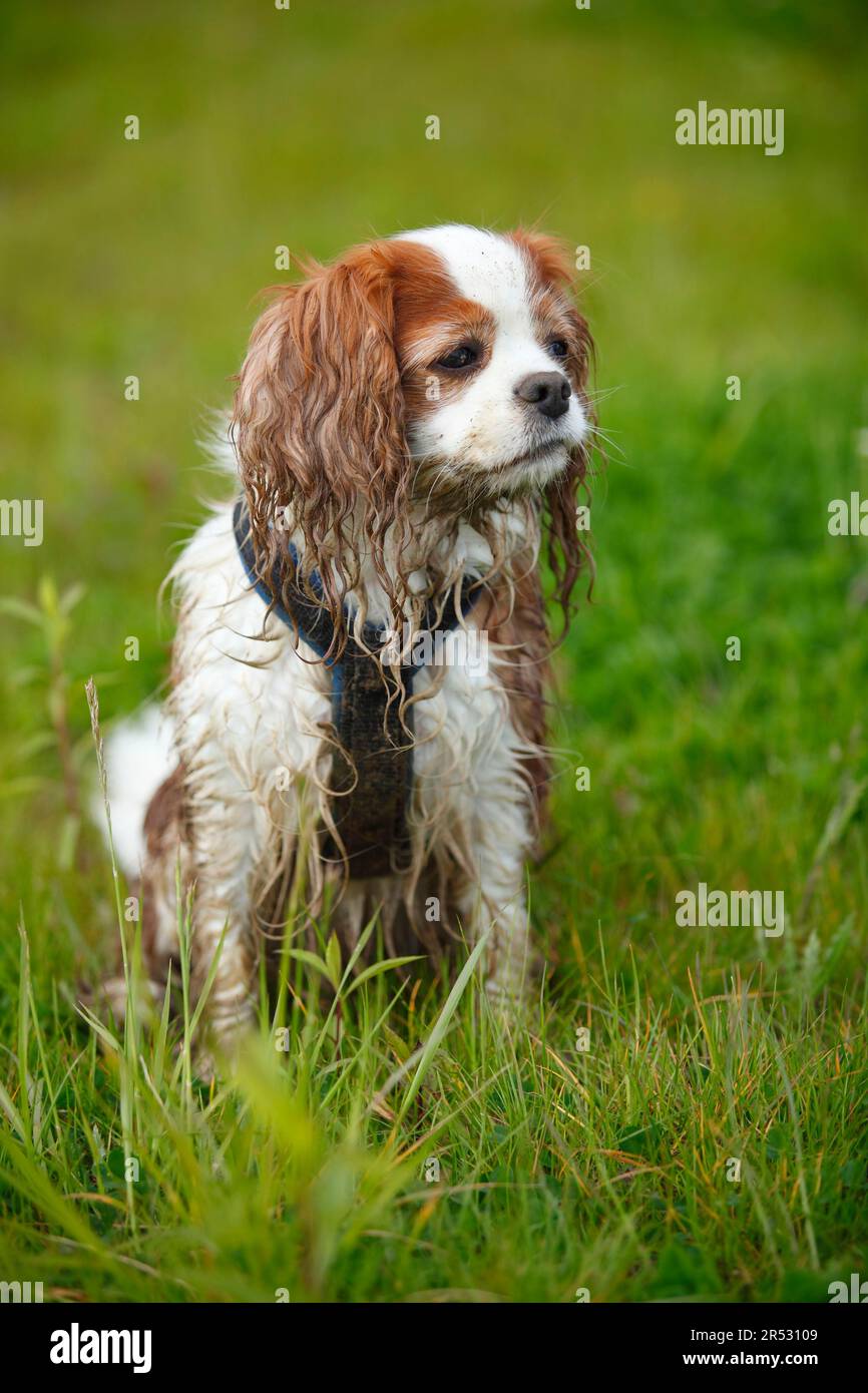 Cavalier king charles spaniel, blenheim, dogging, dirty, harness Stock