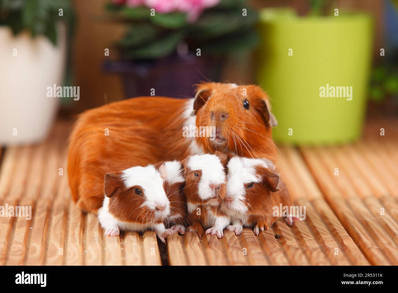 English Crested Guinea Pig Pig with kittens, red and white, 4 days old Stock Photo