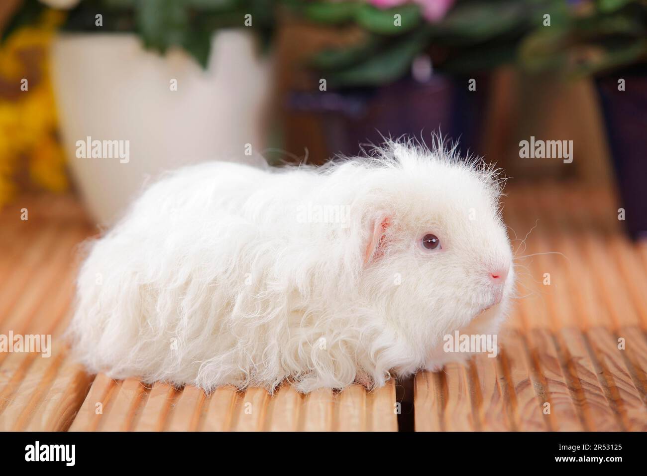 Guinea Pig pig Merino d.e., dark eye Stock Photo Alamy