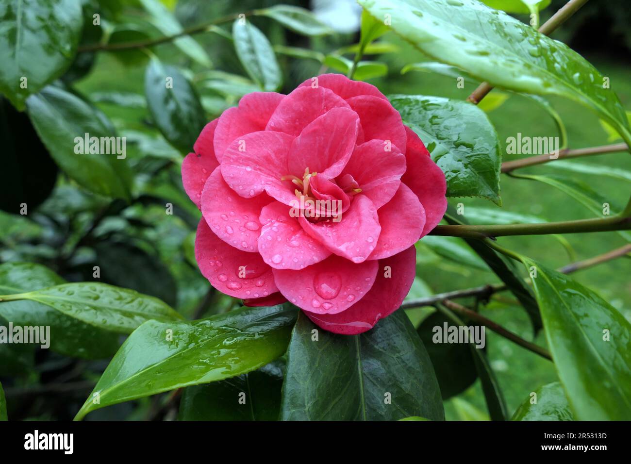 camellia flower and rain drops Stock Photo