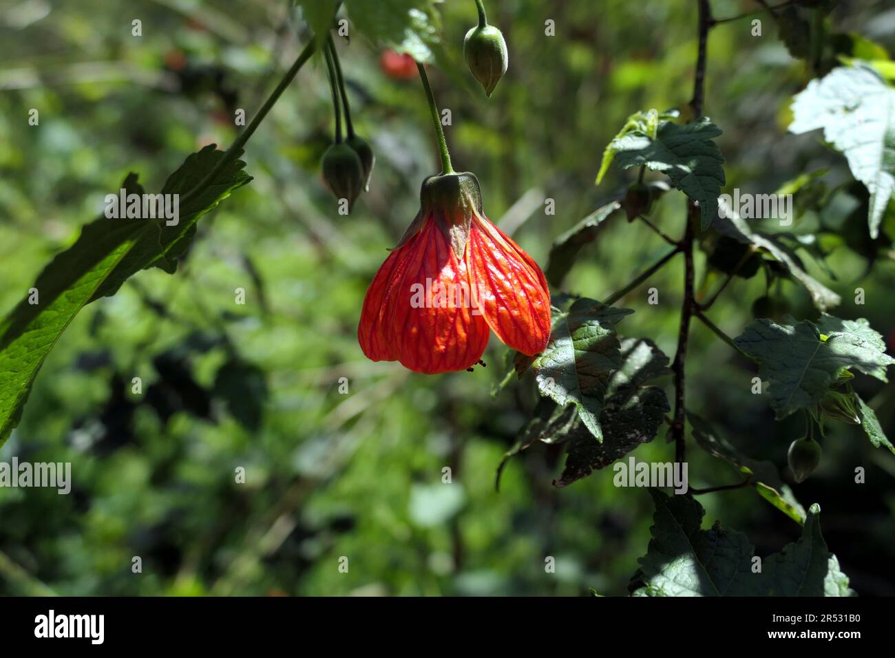 Red flowers of Abutilon (Callianthe picta) Stock Photo
