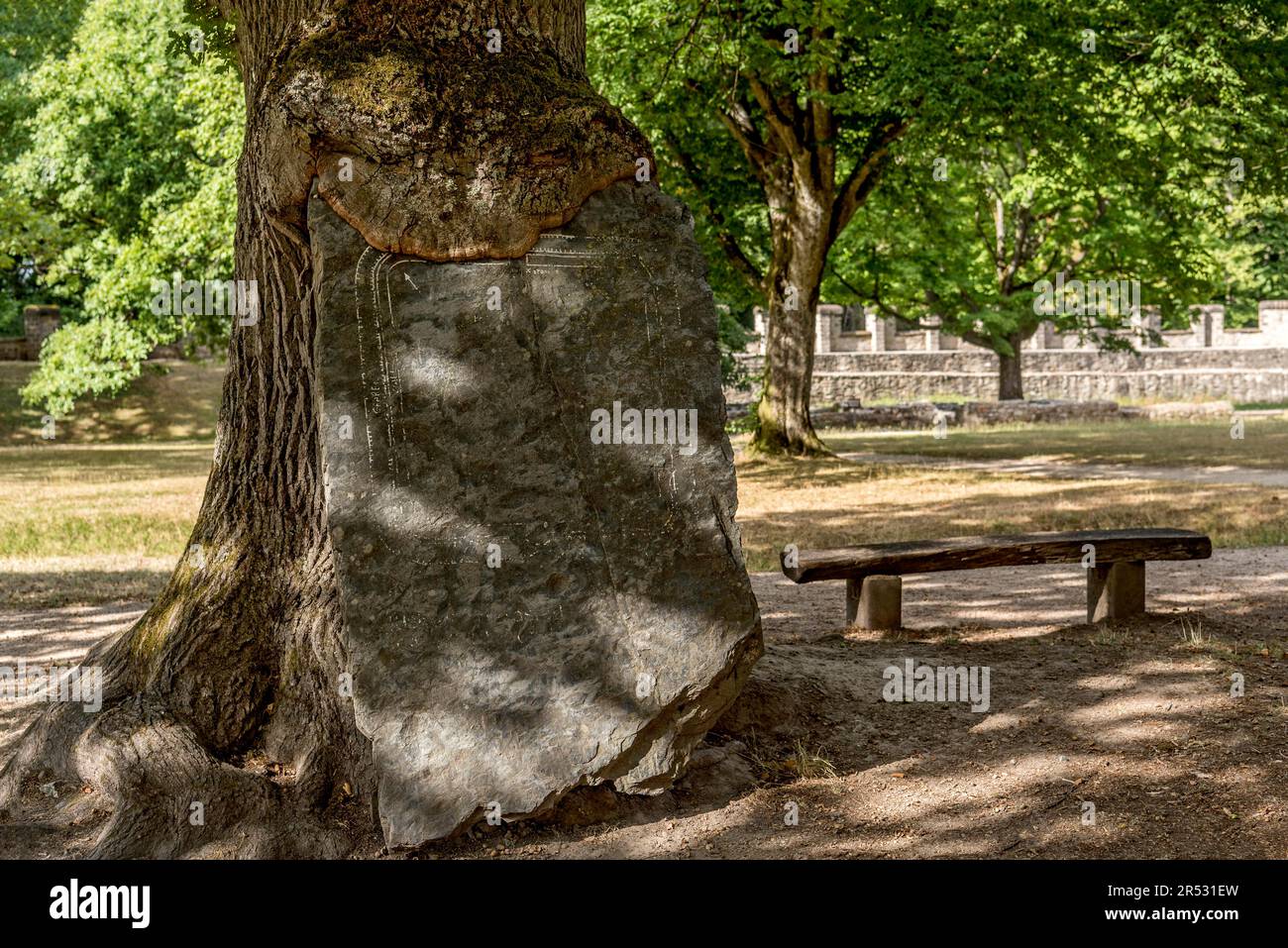 Stone slab, slate information board, grown into the bark of an oak tree (Quercus), Saalburg Roman Fort, reconstructed cohort fort, museum Stock Photo