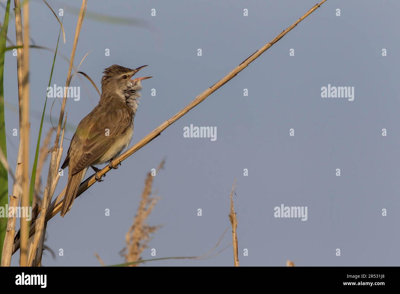Great Reed Warbler (Acrocephalus arundinaceus), Greece Stock Photo - Alamy