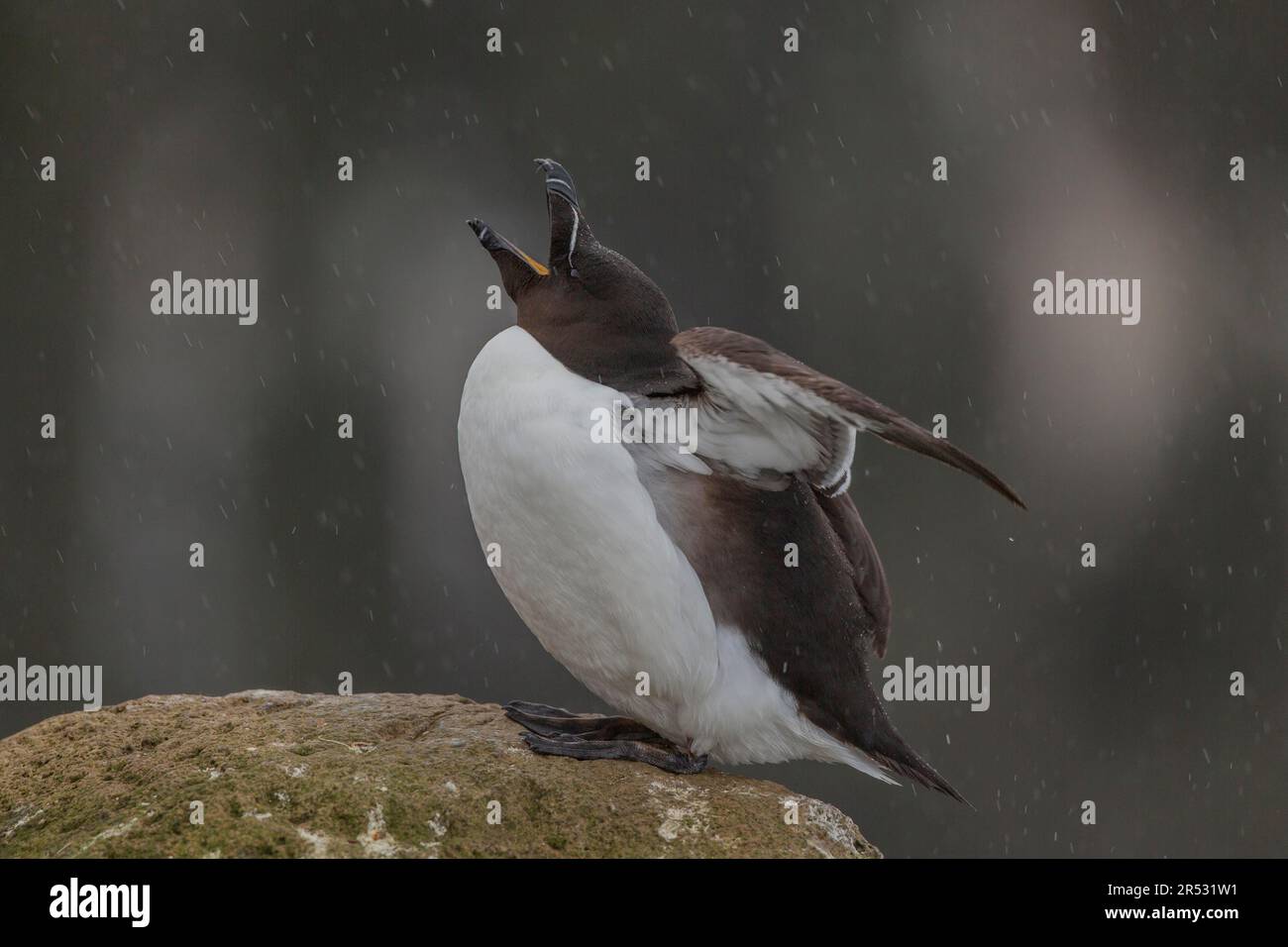 Razorbill (Alca torda), Iceland Stock Photo - Alamy