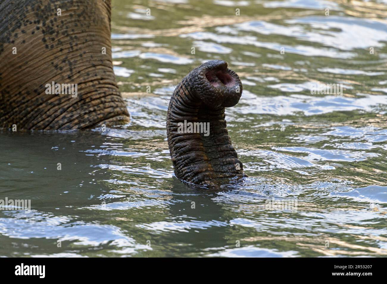 Asian Elephant (Elephas maximus), trunk Stock Photo - Alamy