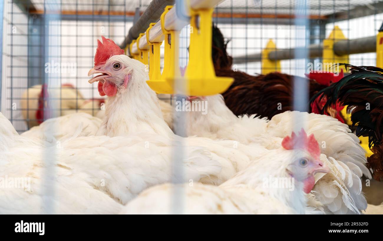 Chicken in cage in a poultry farm. Stock Photo