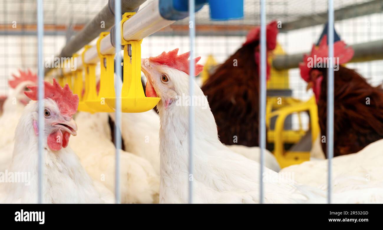 White chicken drinking water from automatic drinking systems in a poultry farm. Stock Photo