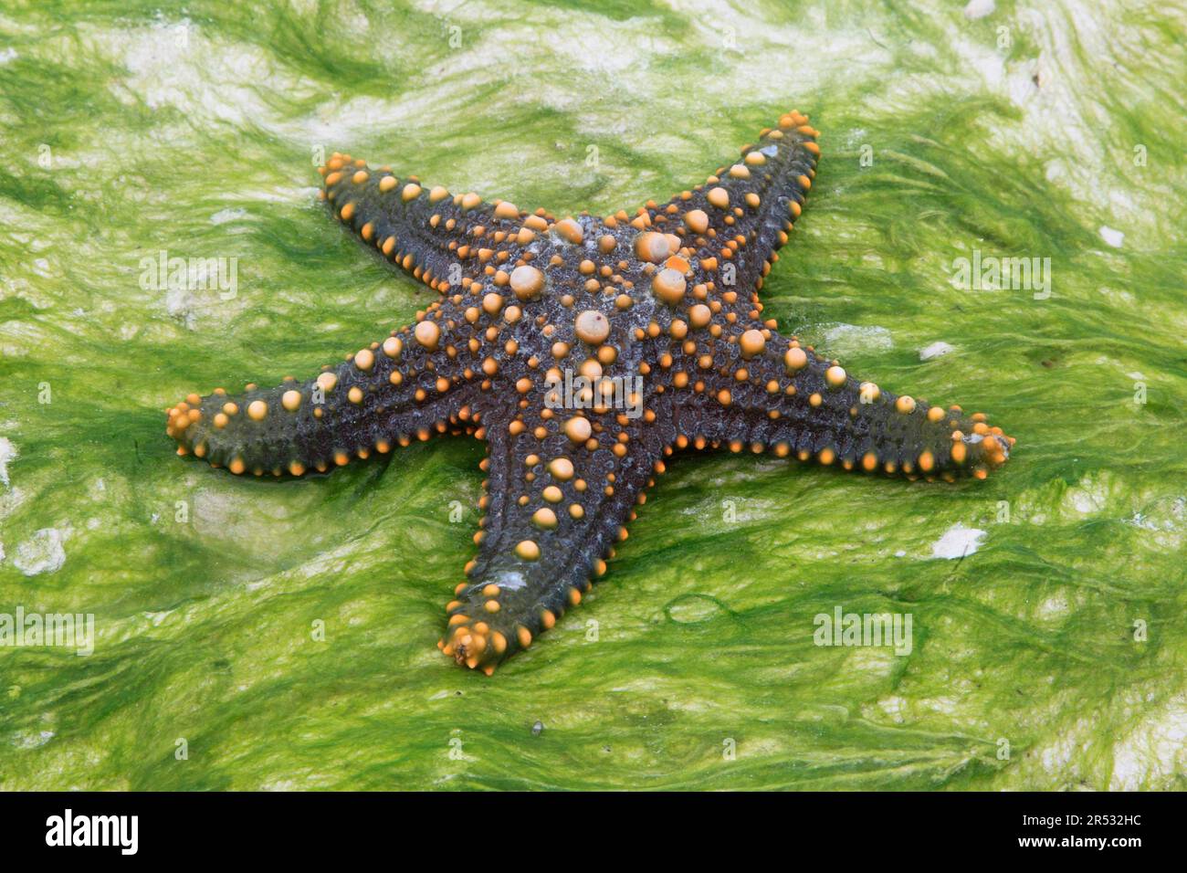 Starfish, Zanzibar (Pentaceraster cumingi), knobbed starfish, detachable, Tanzania Stock Photo