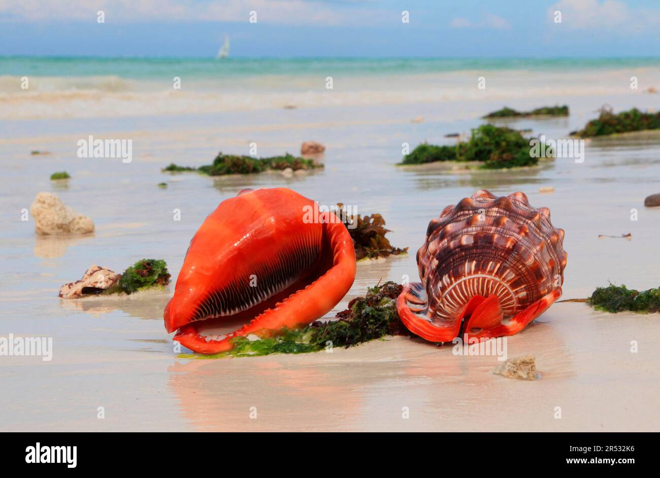 Red helmet snails, Zanzibar (Cassis rufa), Tanzania Stock Photo