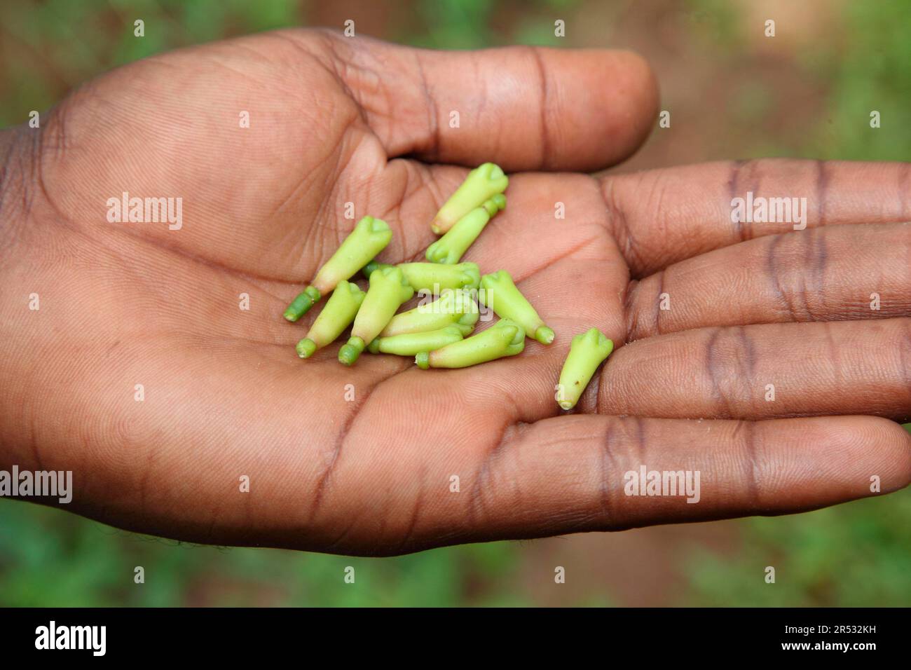 Cloves, Zanzibar (Syzygium aromaticum), Clove, Cloves, Tanzania Stock
