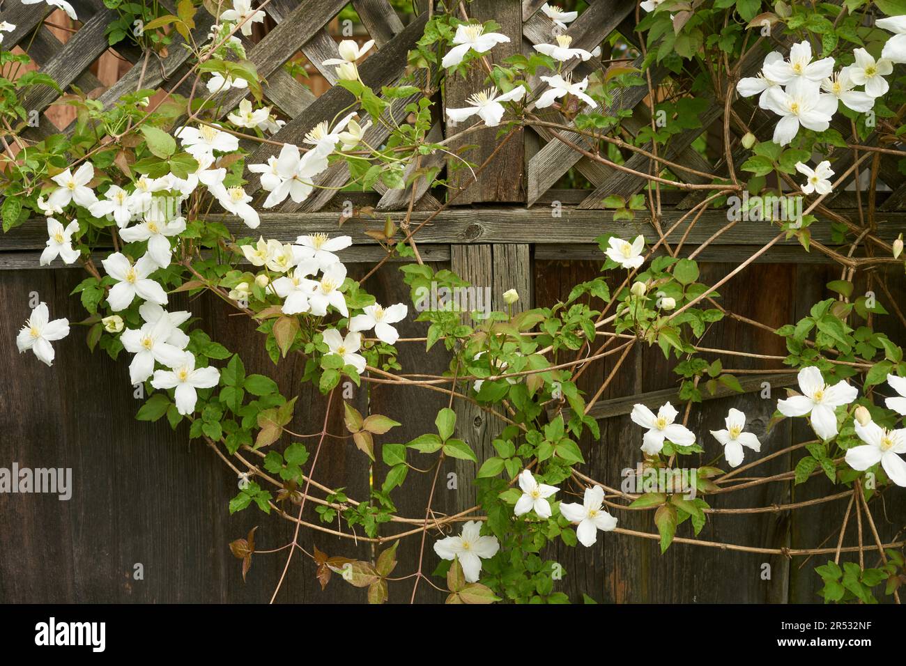 Spring flowering clematis hires stock photography and images Alamy
