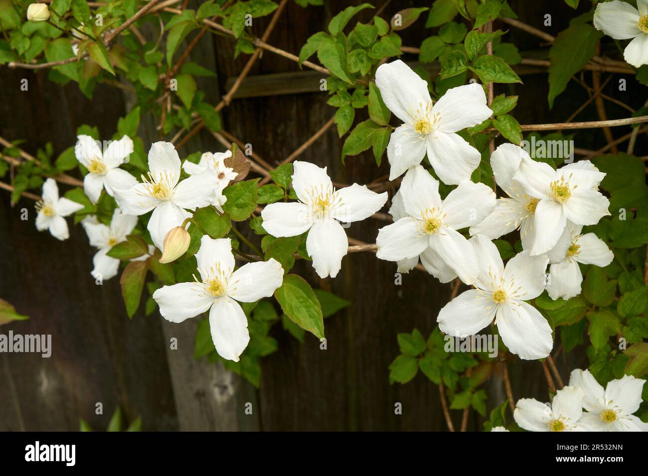Spring flowering clematis hires stock photography and images Alamy