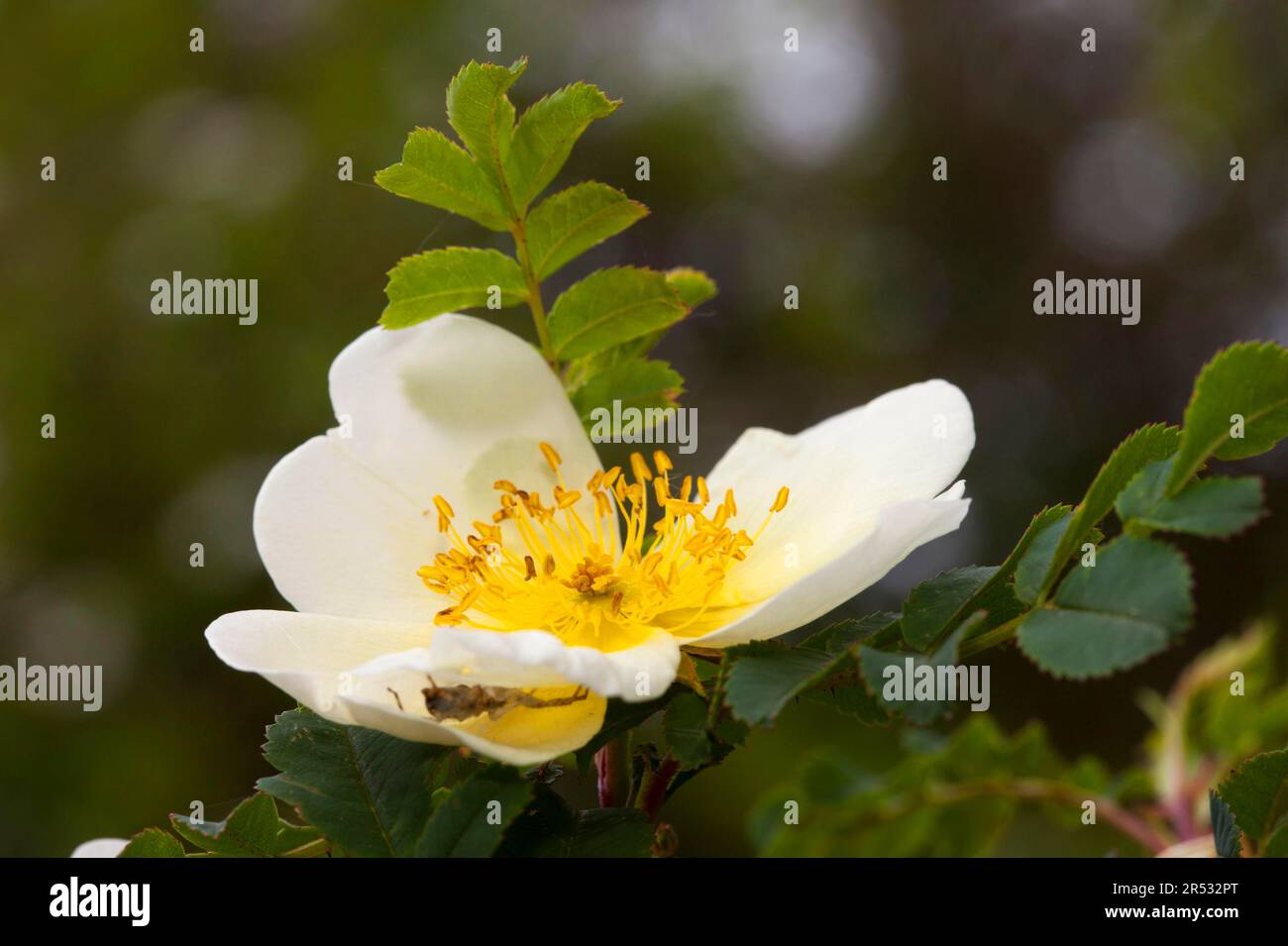 Wingthorn rose (Rosa omeiensis f. petracantha), China Stock Photo