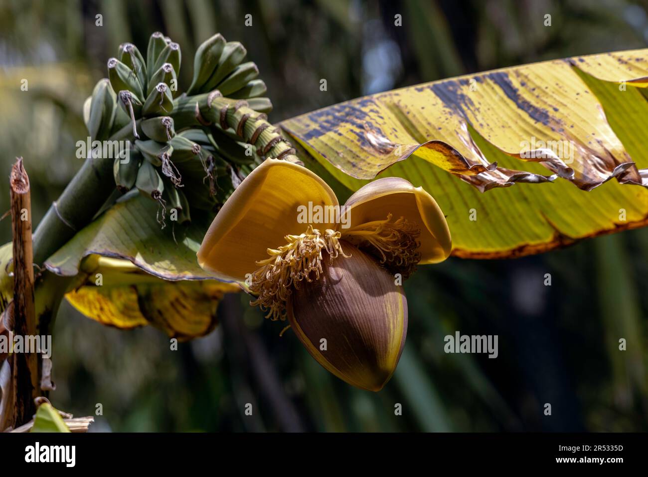 Banana stem hires stock photography and images Alamy