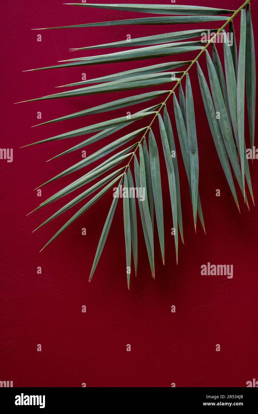 A palm frond in Le Jardin Secret, Marrakesh, Morocco Stock Photo