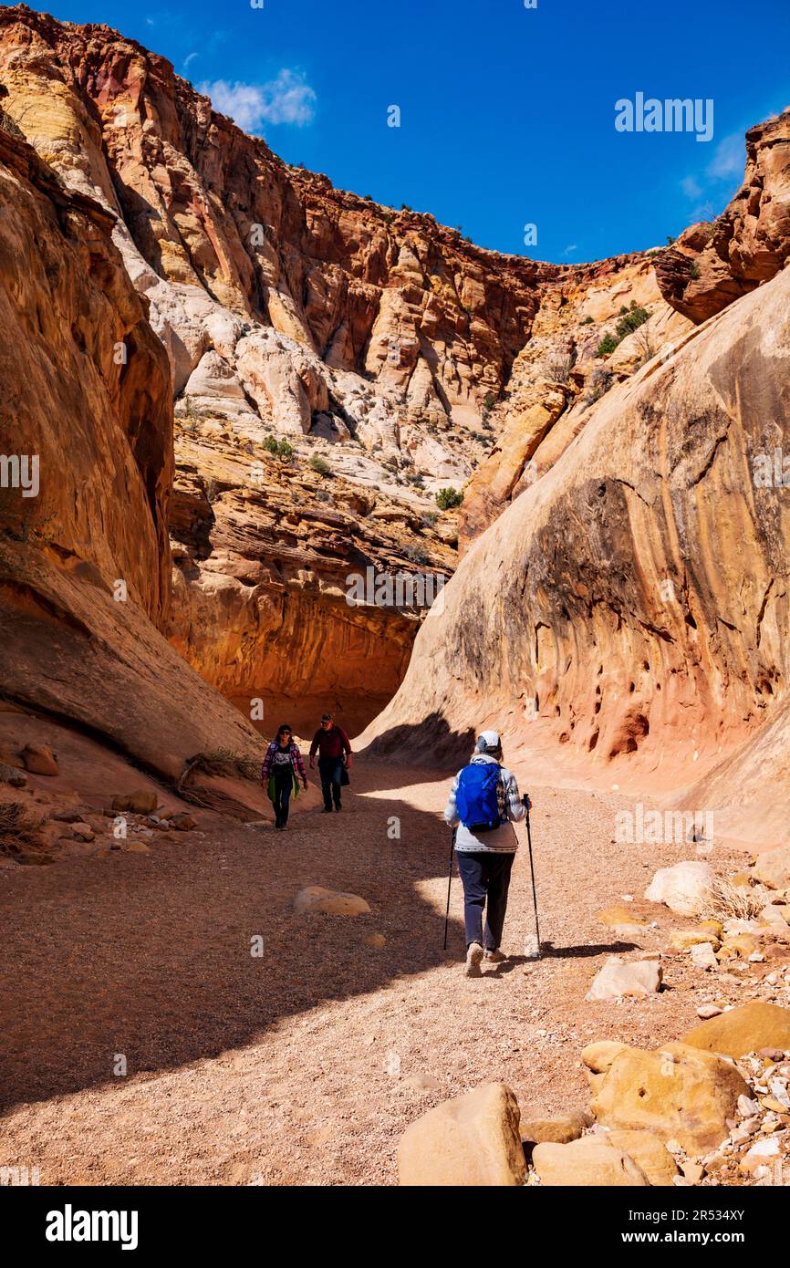 Hikers exploring the Capital Gorge Trail; Capital Reef National Park; Utah; USA Stock Photo