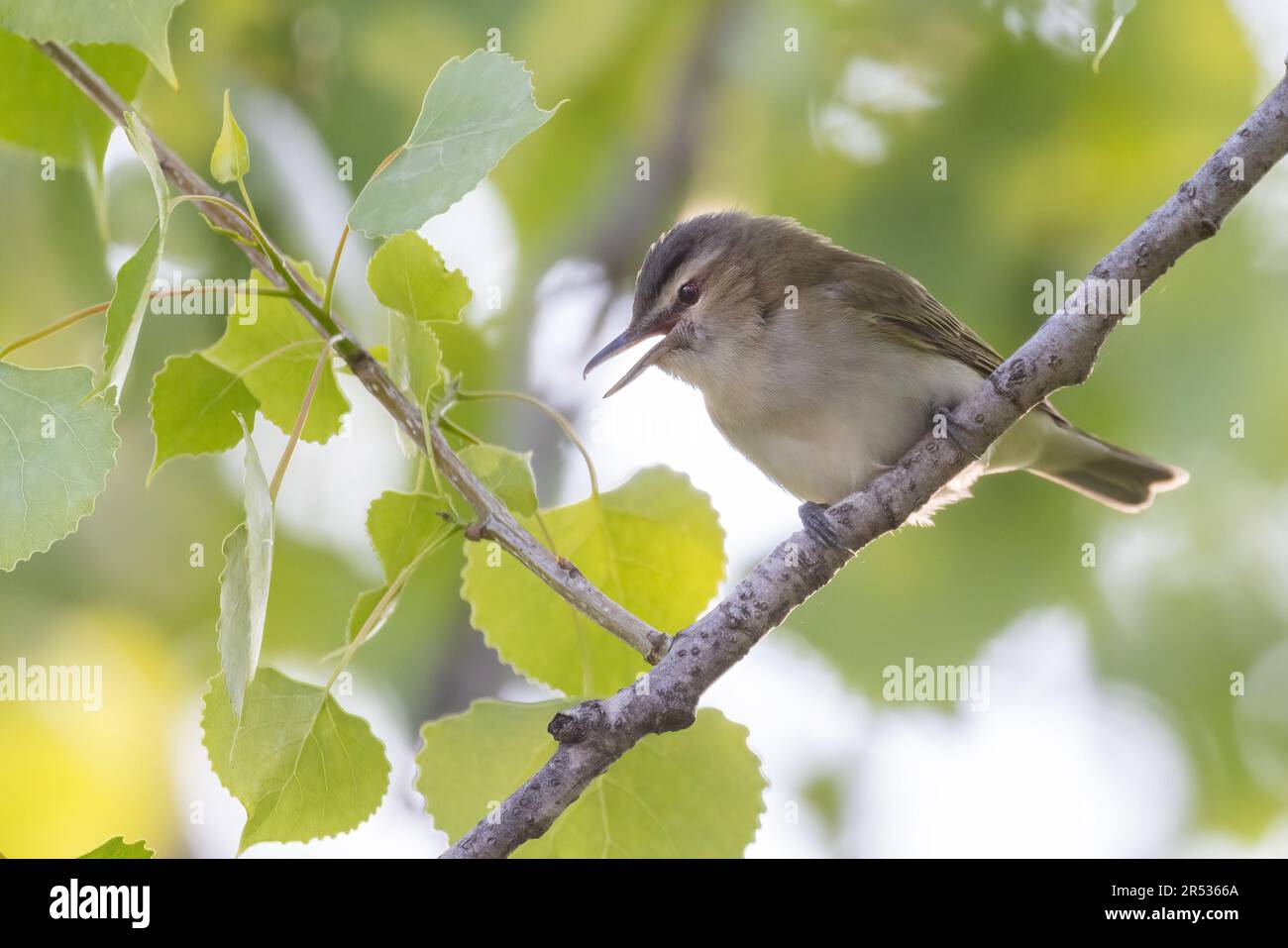 red-eyed vireo (Vireo olivaceus) singing in spring Stock Photo