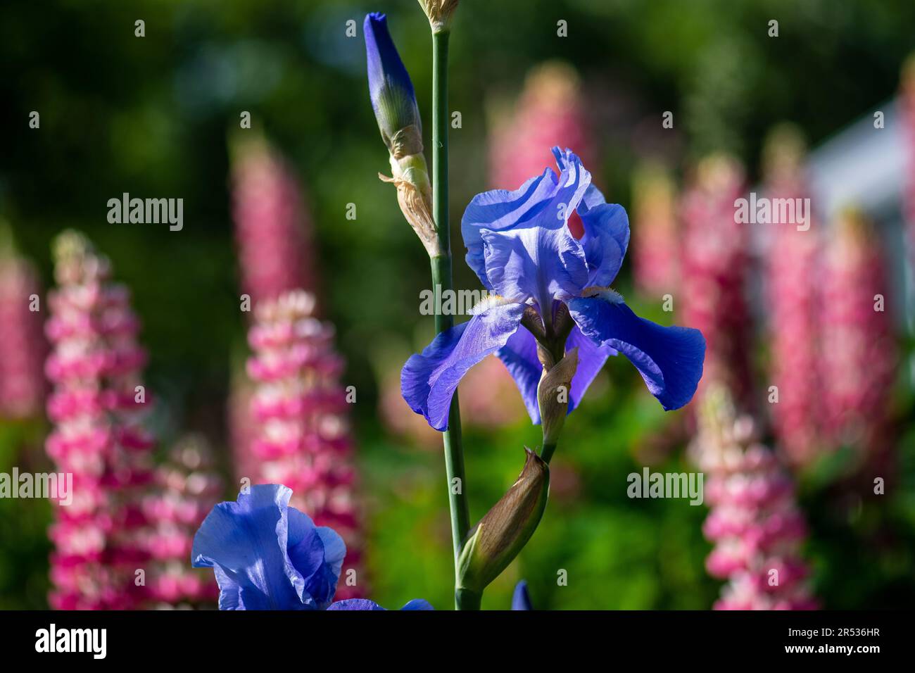 Iris Germanica in Cloister garden Stock Photo