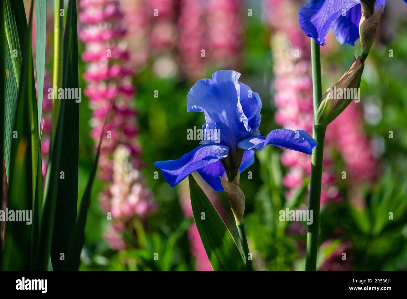 Iris Germanica in Cloister garden Stock Photo