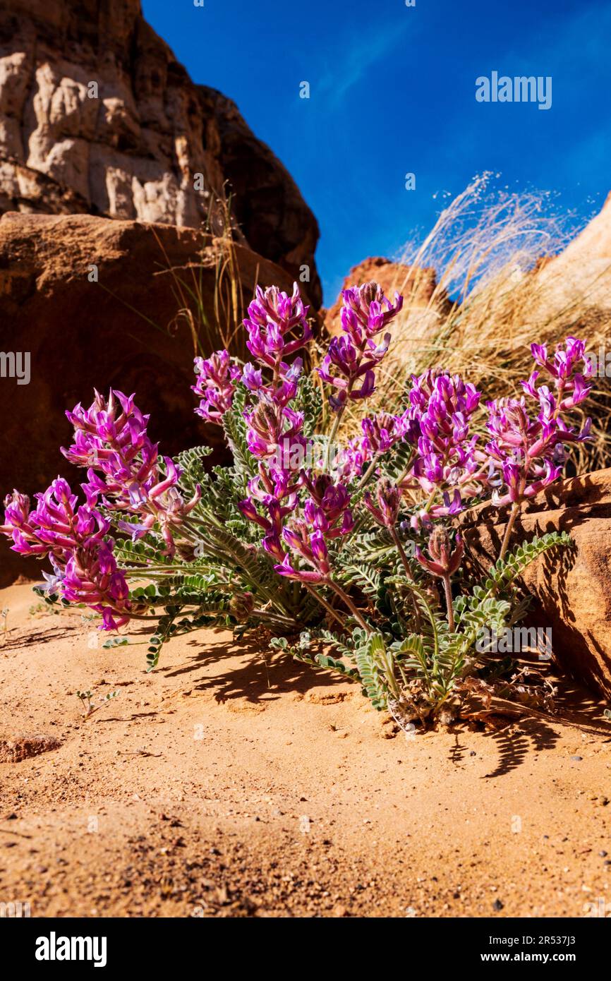 Woolly Milkvetch; Astragulus mollissimus; locoweed; wildflower; Capital Gorge Trail; Capital Reef National Park; Utah; USA Stock Photo