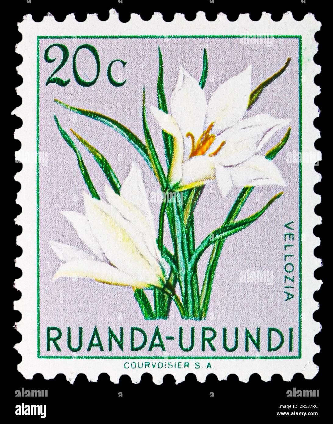 MOSCOW, RUSSIA - MAY 18, 2023: Postage stamp printed in Ruanda-Urundi shows Vellozia, Flora serie, circa 1953 Stock Photo
