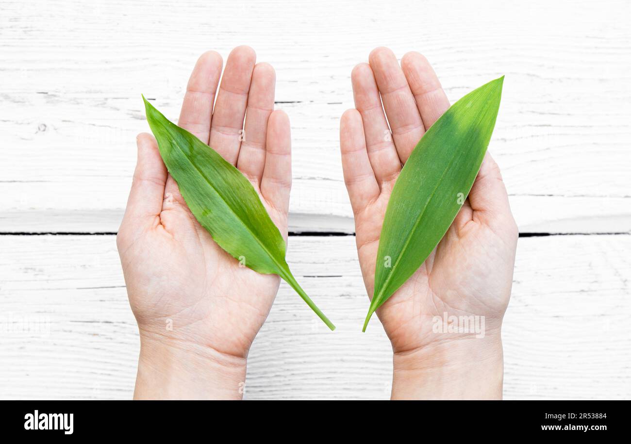 Person showing two similar spring leaves. On left is tasty edible Allium ursinum wild garlic and on the right is very poisonous Lily of the Valley. Stock Photo