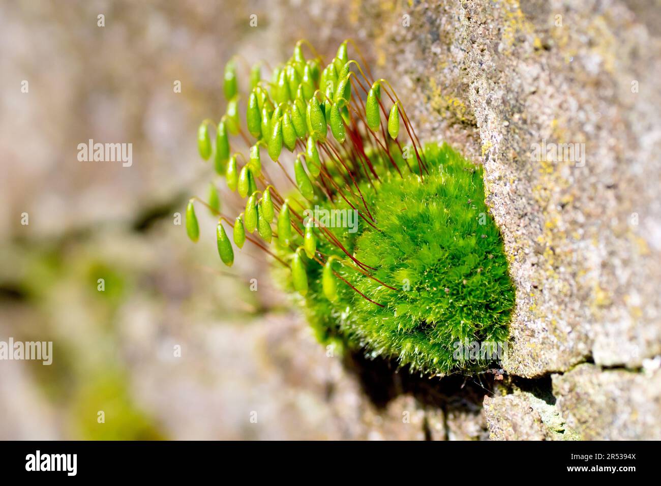 Capillary Thread-moss (bryum capillare), close up of a tuft of the common moss growing on an old wall complete with distinctive drooping capsules. Stock Photo
