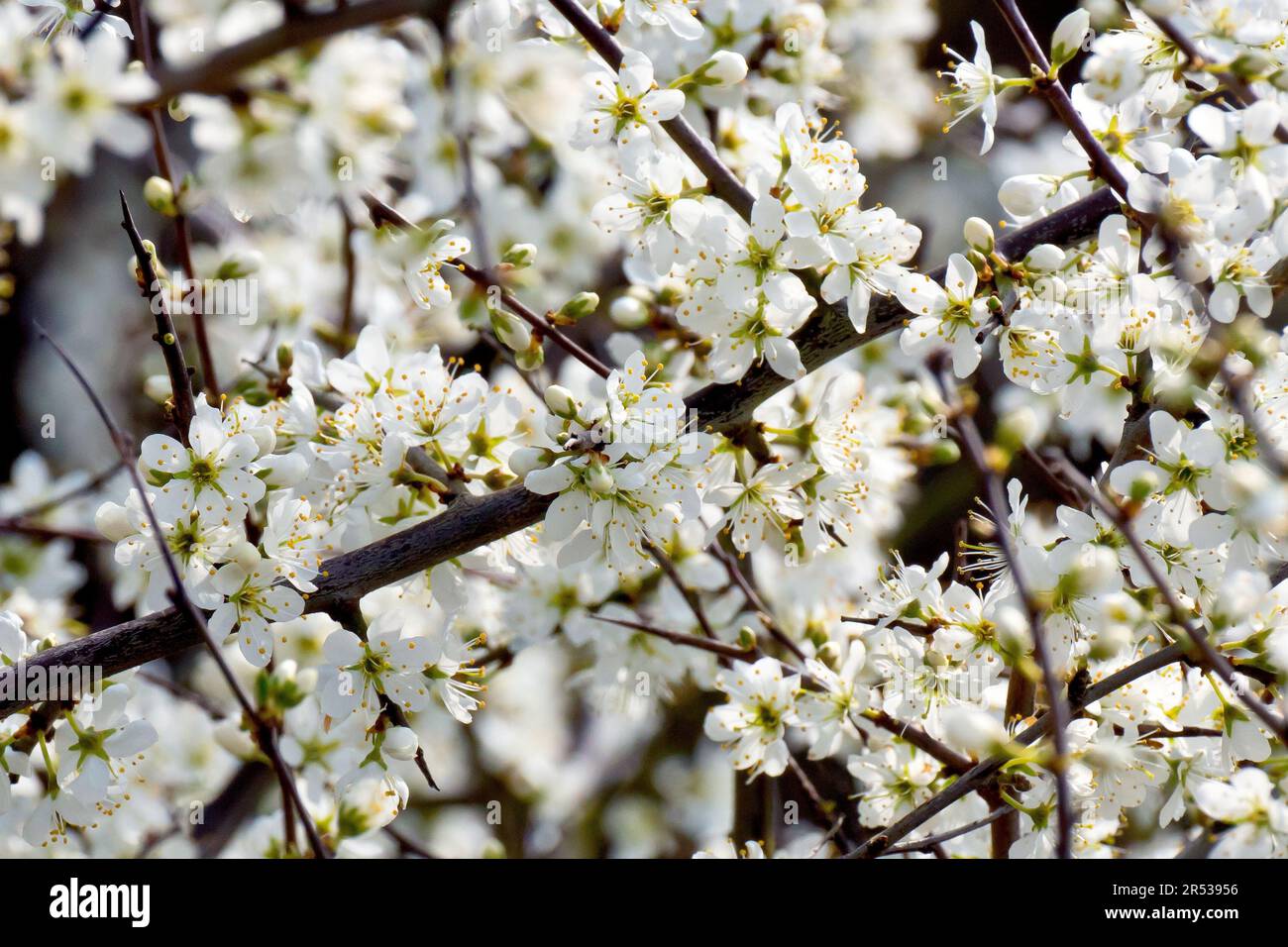 Cherry-Plum or Myrobalan (prunus cerasifera), close up showing the white flowers or blossom of the shrub emerging along the length of its branches. Stock Photo