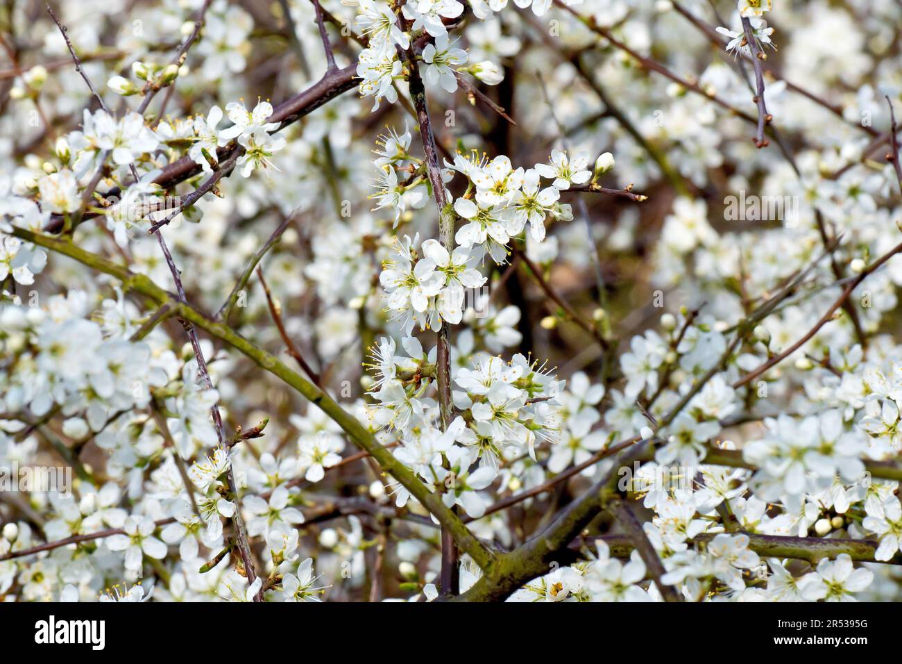 Cherry-Plum or Myrobalan (prunus cerasifera), close up showing the white flowers or blossom of the shrub emerging along the length of its branches. Stock Photo