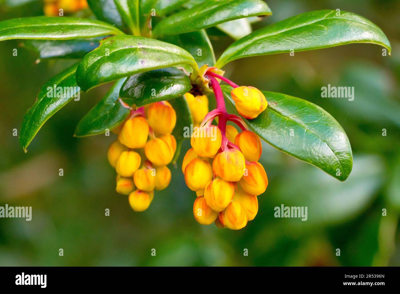 Darwin's Barberry (berberis darwinii), close up of the orange flowerbuds of the ornamental shrub planted in gardens and often naturalised in the wild. Stock Photo