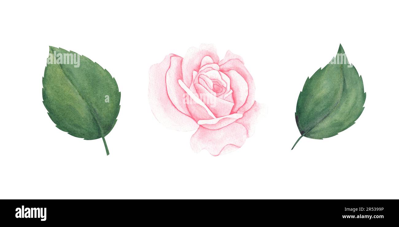 watercolor set of pastel pink peach roses with leaves. Watercolor pink roses and green leaves. Hand drawn illustration for greeting cards or wedding i Stock Photo