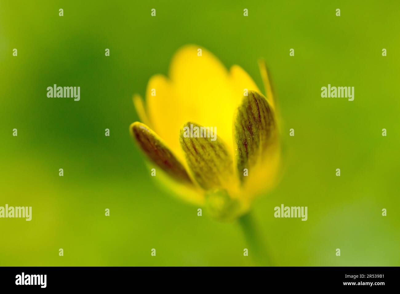Lesser Celandine (ranunculus ficaria), close up of a single opening flowerbud, isolated against a green background by very limited depth of field. Stock Photo