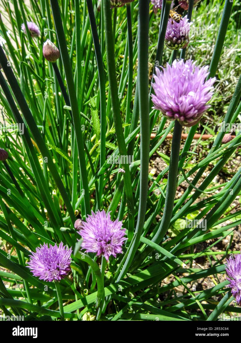 Bulbous Onion grass, Allium schoenoprasum in full spring sunshine