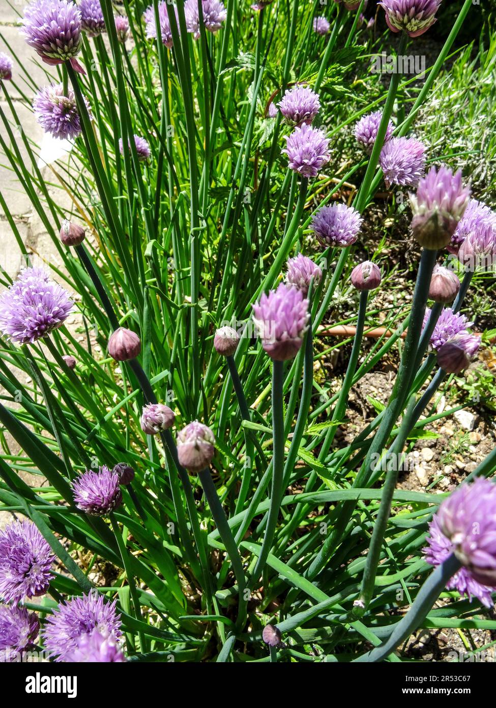 Bulbous Onion grass, Allium schoenoprasum in full spring sunshine