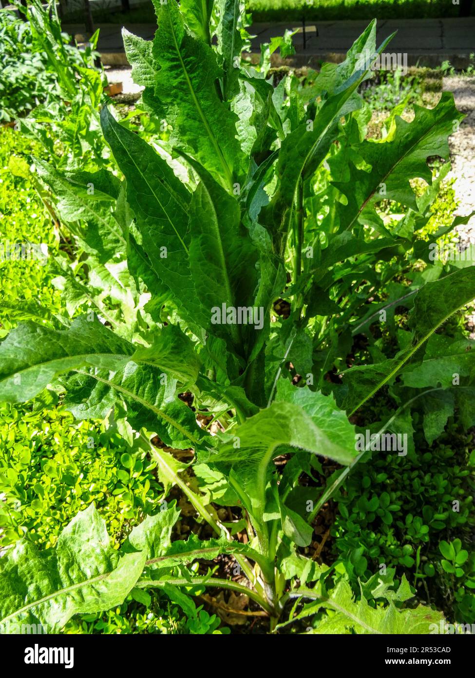 Useful Cichorium  Intybus (chicoree sauvage), common chicory, leaves in spring sunshine. natural close up food plant Stock Photo
