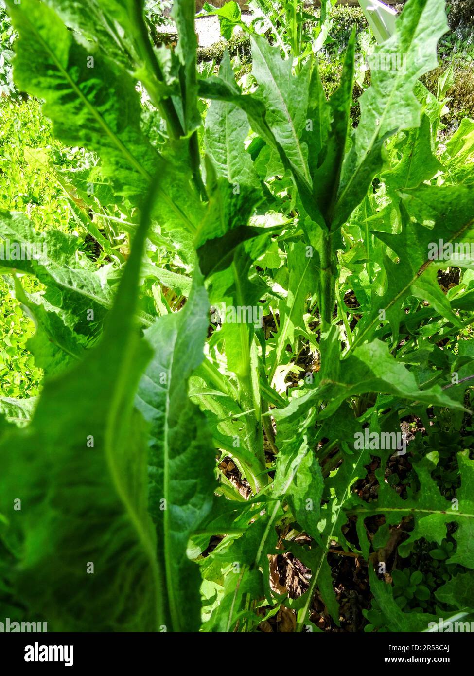 Useful Cichorium  Intybus (chicoree sauvage), common chicory, leaves in spring sunshine. natural close up food plant Stock Photo
