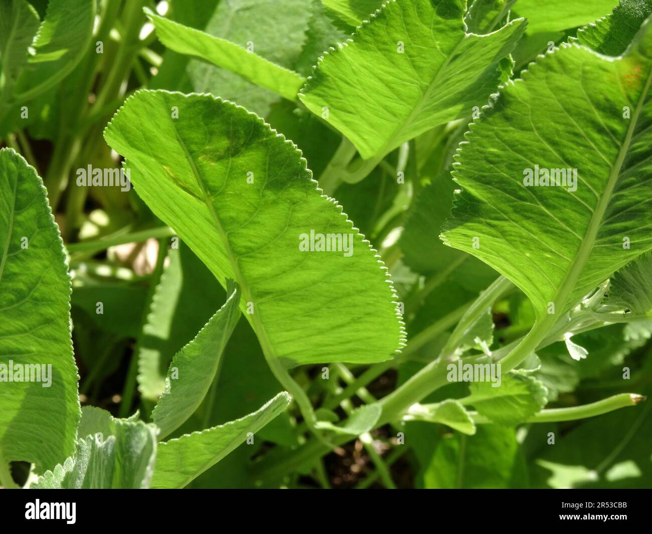 Close up natural plant portrait of Tanacetum Balsamita (Menthe-coq), backlit by spring sunshine Stock Photo