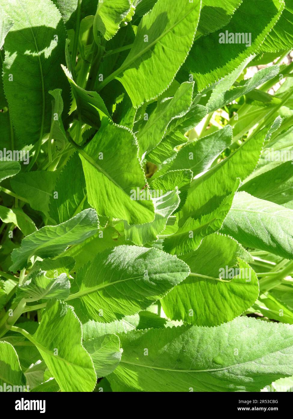 Close up natural plant portrait of Tanacetum Balsamita (Menthe-coq), backlit by spring sunshine Stock Photo