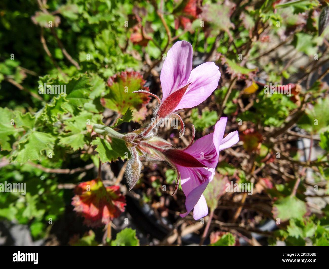 Natural close up flowering plant portrait of Pelargonium ‘Citriodorum