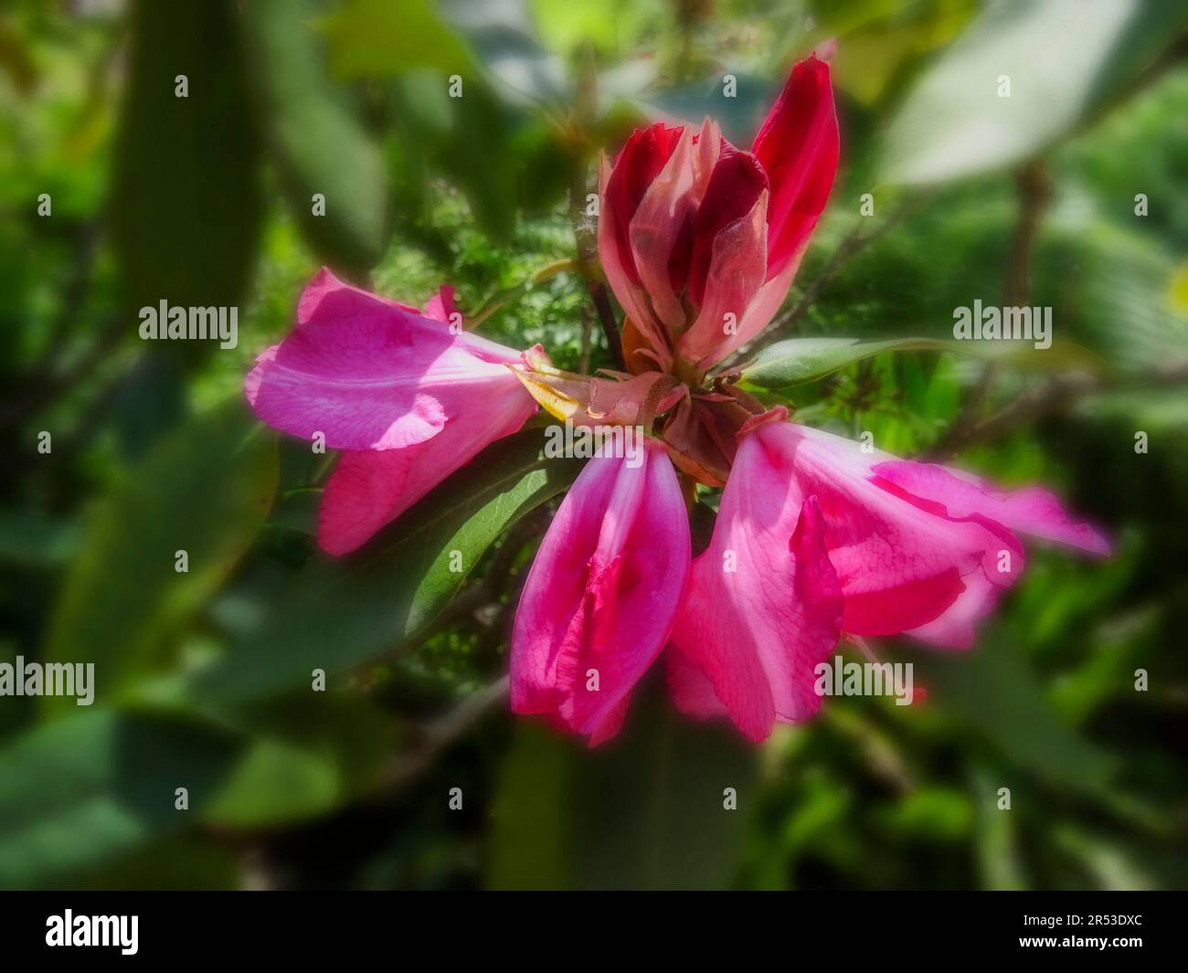 Rhododendron lems monarch hi-res stock photography and images - Alamy