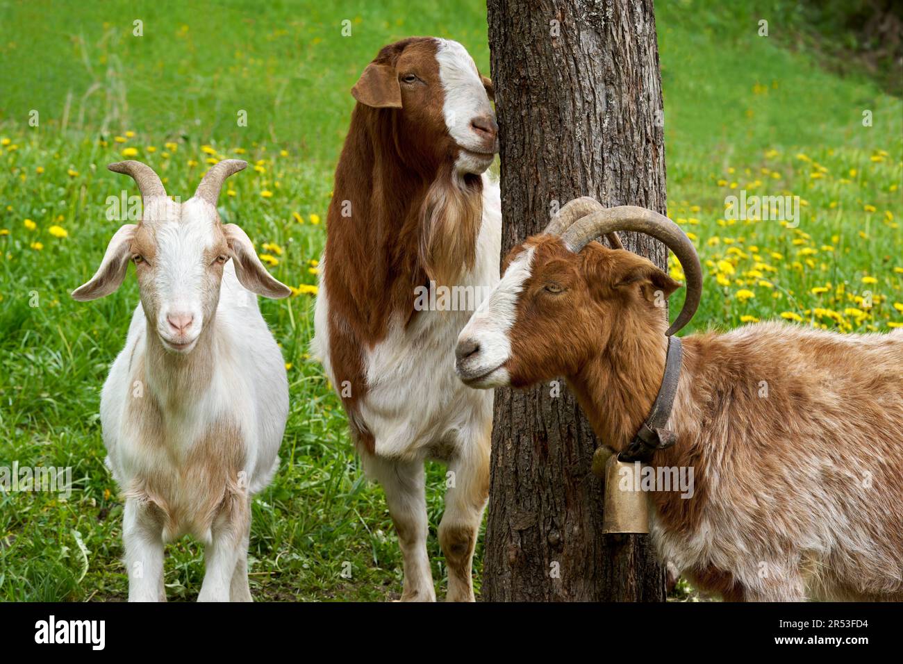Three goats in close-up at a tree trunk in a meadow Stock Photo