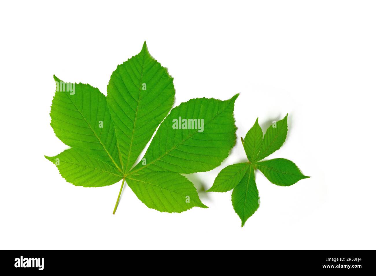 Leaves of horse chestnut against white background Stock Photo
