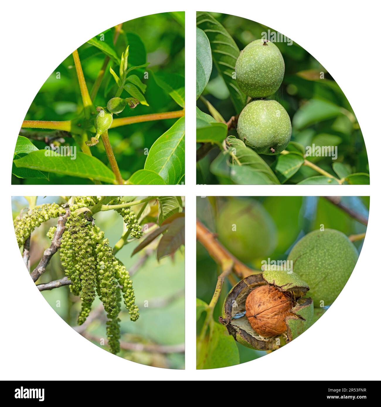 Development steps of the walnut in a collage Stock Photo Alamy