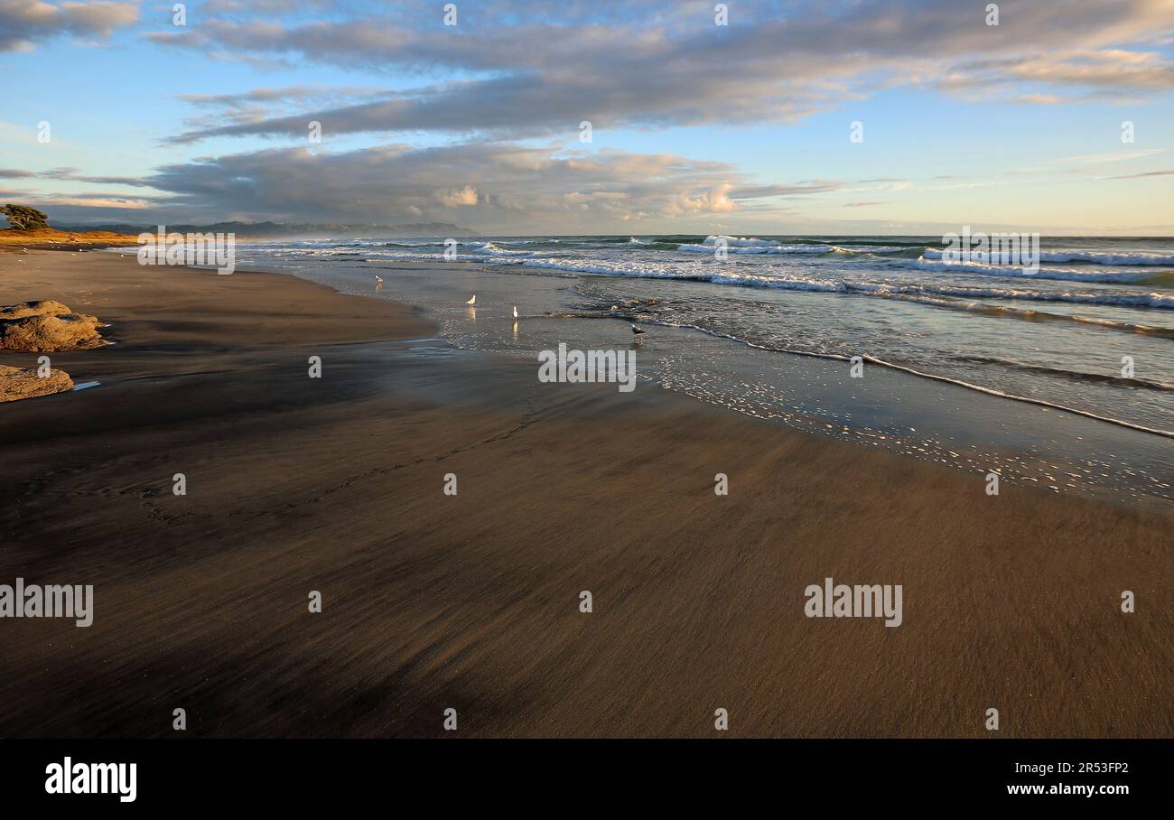 Seagulls and Bay of Plenty - Waihi Beach - New Zealand Stock Photo