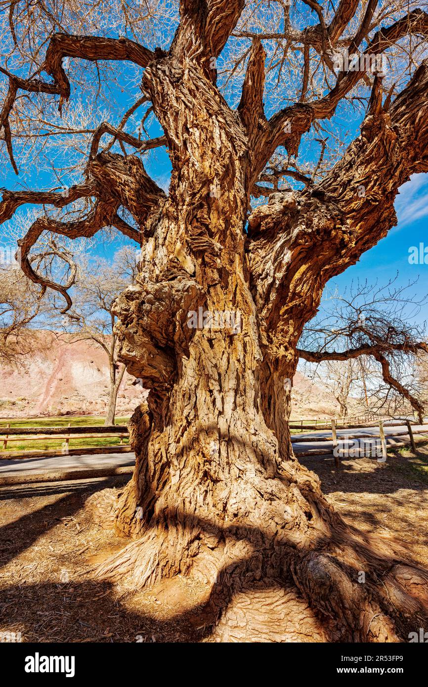 Ancient Fremont Cottonwood Tree; Fruita; Capital Reef National Park; Utah; USA Stock Photo