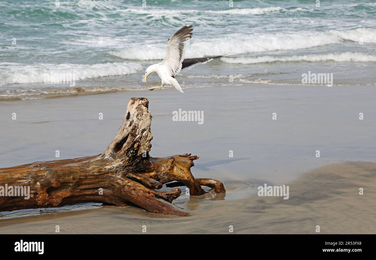 Seagull - Waihi Beach - New Zealand Stock Photo