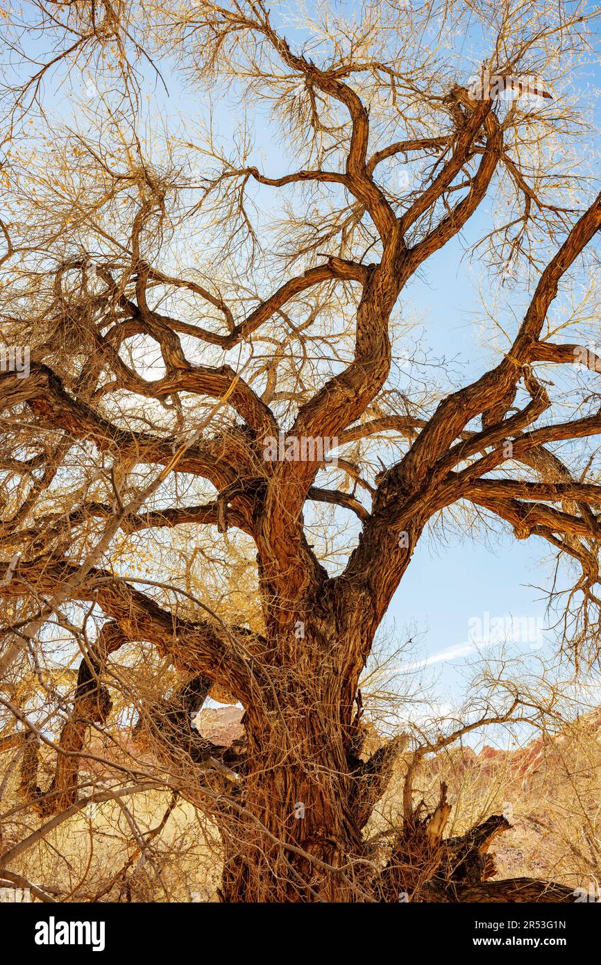 Ancient Fremont Cottonwood Tree; Fruita; Capital Reef National Park; Utah; USA Stock Photo